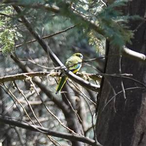 Neophema pulchella at Bumbaldry, NSW - suppressed