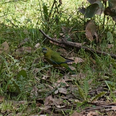 Neophema pulchella at Bumbaldry, NSW - suppressed