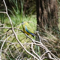 Neophema pulchella at Bumbaldry, NSW - suppressed