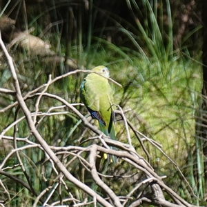 Neophema pulchella at Bumbaldry, NSW - 27 Sep 2024