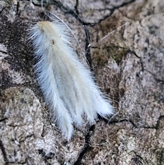 Unidentified Insect at Holt, ACT - 28 Sep 2024 by JajiClack