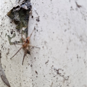 Argoctenus sp. (genus) at Holt, ACT - 28 Sep 2024 03:16 PM