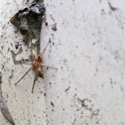 Argoctenus sp. (genus) (Wandering ghost spider) at Holt, ACT - 28 Sep 2024 by JajiClack