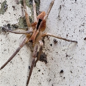 Argoctenus sp. (genus) at Holt, ACT - 28 Sep 2024 03:16 PM