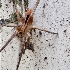 Argoctenus sp. (genus) at Holt, ACT - 28 Sep 2024