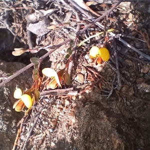 Bossiaea buxifolia at Cooma, NSW - 28 Sep 2024