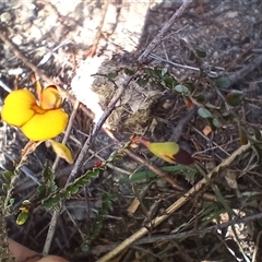 Bossiaea buxifolia at Cooma, NSW - 28 Sep 2024