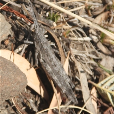 Coryphistes ruricola (Bark-mimicking Grasshopper) at Cooma, NSW - 28 Sep 2024 by mahargiani