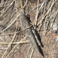 Coryphistes ruricola at Cooma, NSW - 28 Sep 2024