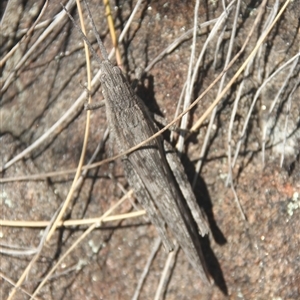 Coryphistes ruricola at Cooma, NSW - 28 Sep 2024