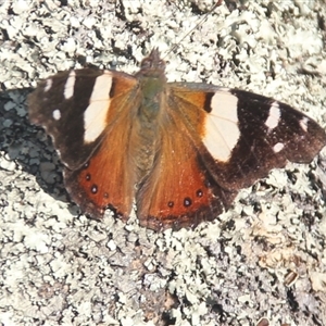 Vanessa itea at Cooma, NSW - 28 Sep 2024 02:42 PM