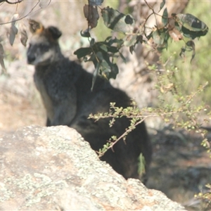 Wallabia bicolor at Cooma, NSW - 28 Sep 2024