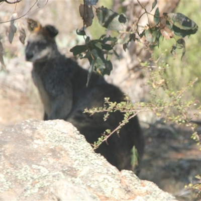 Wallabia bicolor (Swamp Wallaby) at Cooma, NSW - 28 Sep 2024 by mahargiani