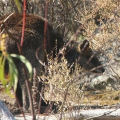 Wallabia bicolor at Cooma, NSW - 28 Sep 2024