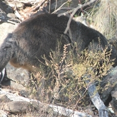 Wallabia bicolor at Cooma, NSW - 28 Sep 2024