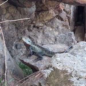 Intellagama lesueurii howittii at Uriarra Village, ACT - 28 Sep 2024 03:42 PM