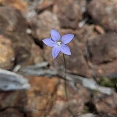 Wahlenbergia sp. (Bluebell) at Uriarra Village, ACT - 28 Sep 2024 by RobynHall