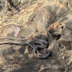 Pseudonaja textilis at Uriarra Village, ACT - 28 Sep 2024