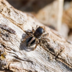 Maratus chrysomelas (Variable Peacock Spider) at Throsby, ACT - 28 Sep 2024 by DPRees125