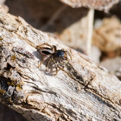 Maratus chrysomelas at Throsby, ACT - 28 Sep 2024