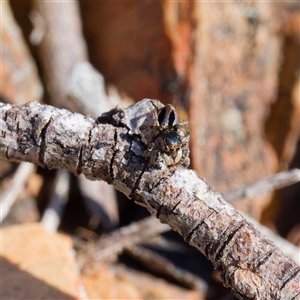 Maratus chrysomelas at Throsby, ACT - 28 Sep 2024