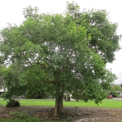 Vitex helogiton at Mossman, QLD - 19 Dec 2023 by Jase