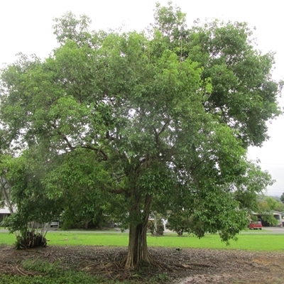 Vitex helogiton at Mossman, QLD - 20 Dec 2023 by JasonPStewartNMsnc2016