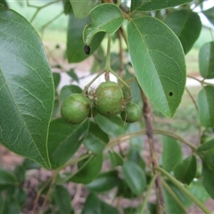 Vitex helogiton at Mossman, QLD - 20 Dec 2023 08:25 AM