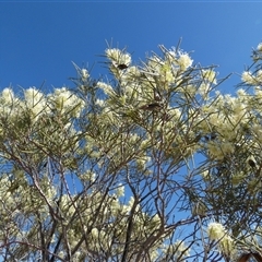 Hakea leucoptera (Needlewood) at Bedourie, QLD - 21 Aug 2024 by Paul4K