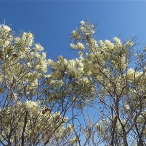 Hakea leucoptera at Bedourie, QLD - 21 Aug 2024