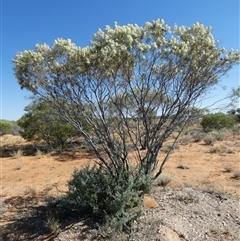 Hakea leucoptera at Bedourie, QLD - 21 Aug 2024