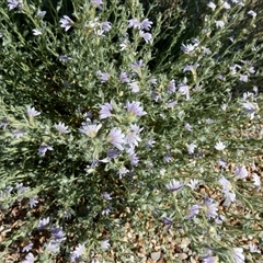 Unidentified Other Shrub at Bedourie, QLD - 21 Aug 2024 by Paul4K