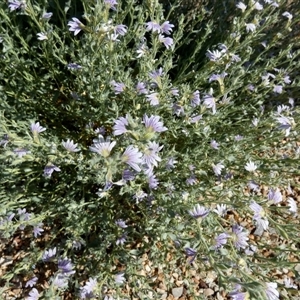 Scaevola parvibarbata at Bedourie, QLD - 21 Aug 2024 10:33 AM