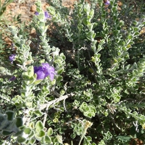 Eremophila obovata at Bedourie, QLD - 21 Aug 2024 10:34 AM