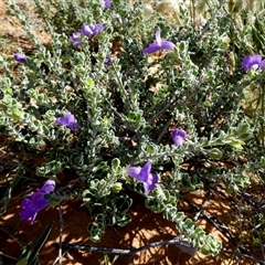 Eremophila obovata at Bedourie, QLD - 21 Aug 2024 10:34 AM