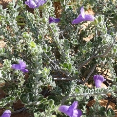 Eremophila obovata at Bedourie, QLD - 21 Aug 2024 10:34 AM