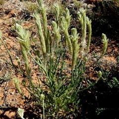 Ptilotus polystachyus at Bedourie, QLD - 21 Aug 2024 by Paul4K