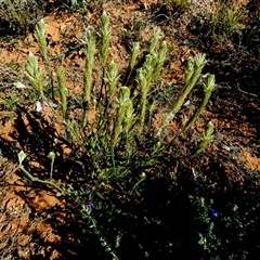 Ptilotus polystachyus at Bedourie, QLD - 21 Aug 2024