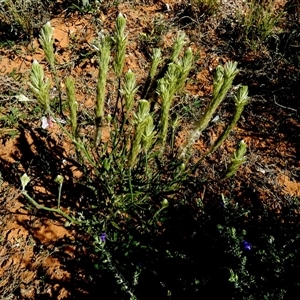 Ptilotus polystachyus at Bedourie, QLD - 21 Aug 2024