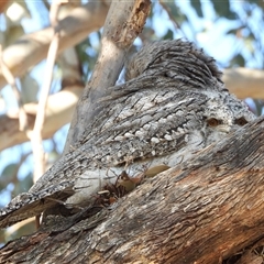 Podargus strigoides (Tawny Frogmouth) at Kambah, ACT - 28 Sep 2024 by LineMarie