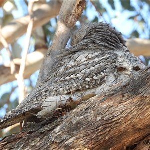 Podargus strigoides at Kambah, ACT - 28 Sep 2024