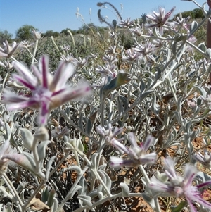 Ptilotus sessilifolius at Bedourie, QLD - 21 Aug 2024