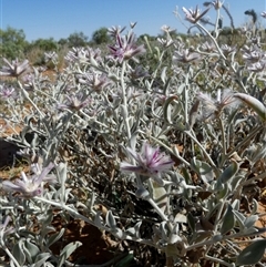 Ptilotus sessilifolius at Bedourie, QLD - 21 Aug 2024