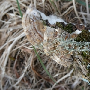 Trametes versicolor at Charleys Forest, NSW - suppressed