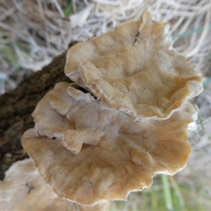 Trametes versicolor at Charleys Forest, NSW - suppressed