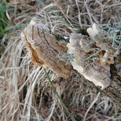 Trametes versicolor at Charleys Forest, NSW - suppressed