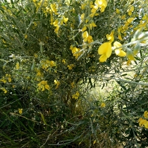 Crotalaria eremaea at Bedourie, QLD - 21 Aug 2024