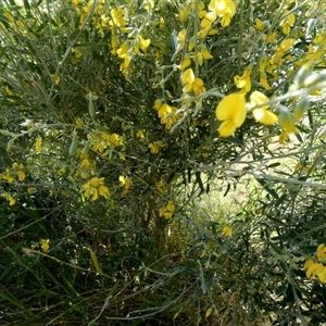 Crotalaria eremaea at Bedourie, QLD - 21 Aug 2024 10:38 AM