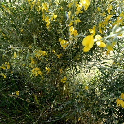 Unidentified Other Shrub at Bedourie, QLD - 21 Aug 2024 by Paul4K