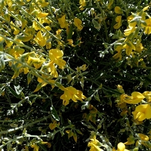 Crotalaria eremaea at Bedourie, QLD - 21 Aug 2024